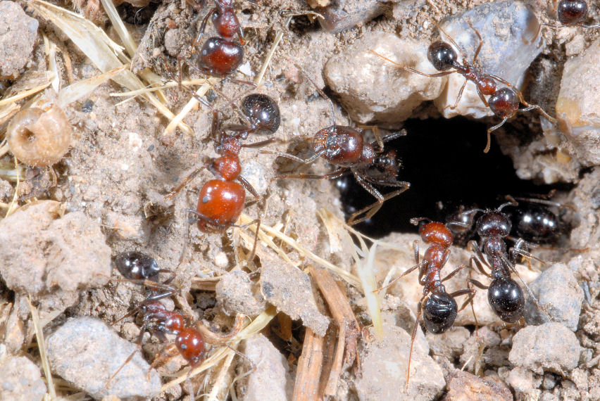 Formiche in onore di Ezio Sgr� - Tetramonium